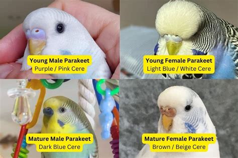 how to tell parakeet gender|parakeet male or female picture.